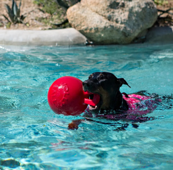 Ballon Tug-n-toss pour chien - Jolly Pets