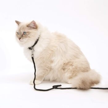 Câble d'attache en nylon noir pour chats - Catit