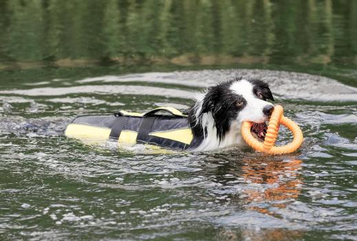 Veste de flottaison pour chien - Trixie