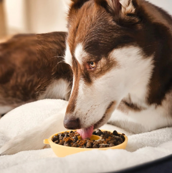 Bol ralentisseur interactif en forme de kiwi sunglod jaune pour animaux - Dog's Crush