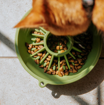 Bol ralentisseur interactif en forme de kiwi vert pour animaux - Dog's Crush