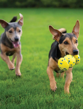 Balle avec poignées Nitro lestée et flottante avec noyaux en caoutchouc pour chiens - Zeus