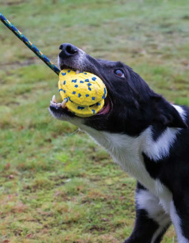 Balle fronde Nitro lestée et flottante avec noyaux en caoutchouc pour chiens - Zeus