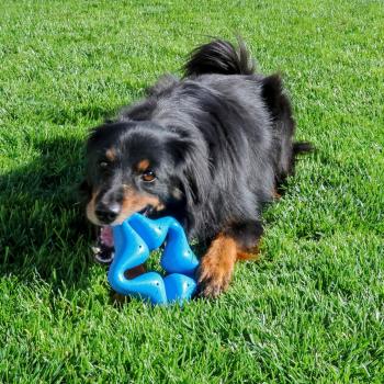 Jouet en forme d'étoile bleu Squeakz pour chiens - Kong