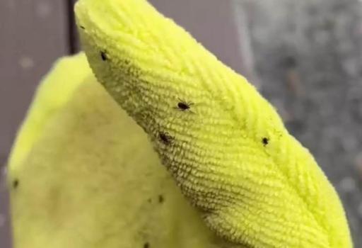 Gant anti tiques réutilisable pour animaux - TiCK MiTT