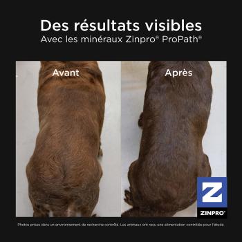Nourriture pour chien au bœuf avec grains - Go! Skin + Coat Care