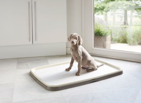 Ensemble de plateau de propreté pour chiens - Savic