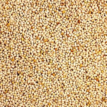 Millet blanc pour oiseaux sauvages