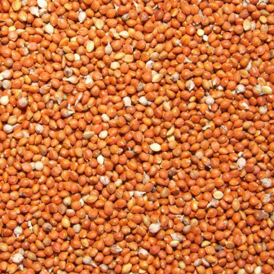 81525 - Millet rouge pour oiseaux sauvages