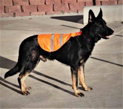 Dossard à Bandes Réfléchissantes Orange pour Chien- Coastal Pet 