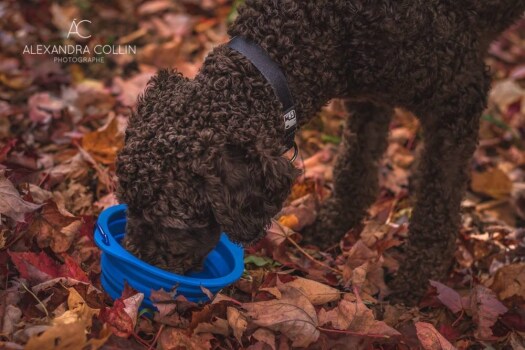 Bol rétractable GUS en silicone pour chien - Le Chien Blanc