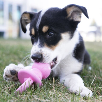 Suce Binkie pour Chiots - Kong