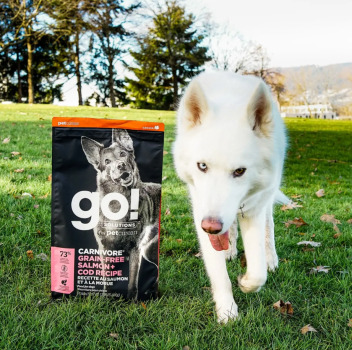 Nourriture pour chiens sans grains saumon et morue - Go! Carnivore
