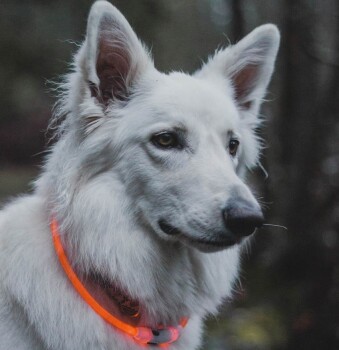 Anneau de sécurité pour chien Neck Ring - Coastal Pet