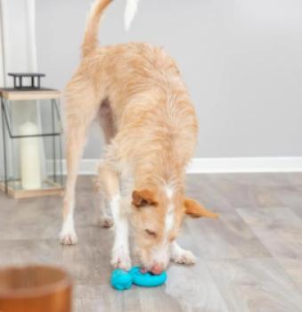 Jouet interactif Snack-Snake enroulé pour chiens - Trixie