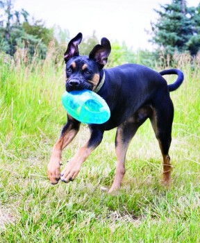 Ballon de Football Jumbler 2-en-1 pour chiens – Kong