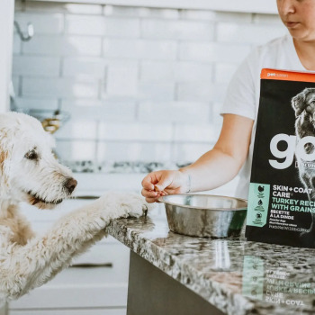 Nourriture pour chiens à la dinde - Go ! Skin + Coat Care