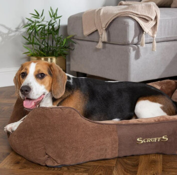 Coussin brun chocolat pour animaux - Chester Box Scruffs