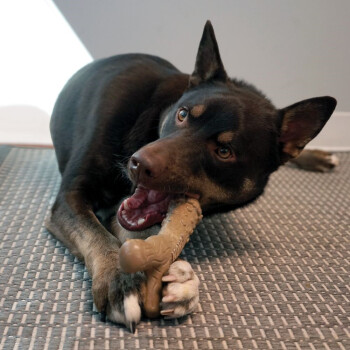 Jouet à Gruger Chewstix Tough Femur pour Chiens - Kong