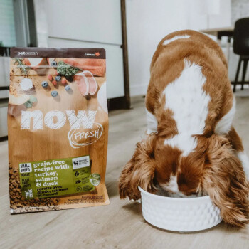 Nourriture pour chiens de petites races sans grains - Now Fresh