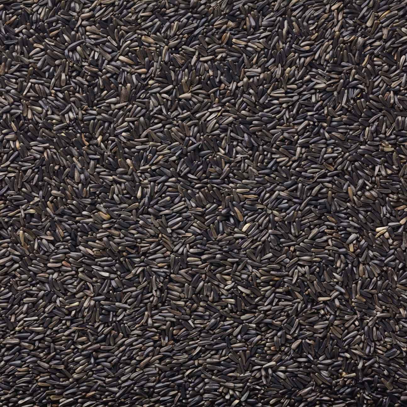 Chardon noir pour oiseaux sauvages