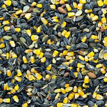 Nourriture pour geai bleu - Ferme Picardie