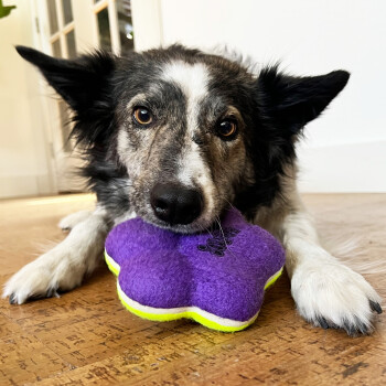 Balle rebondissante Airdog Paw pour chiens - Kong