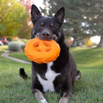 Pneu orange Squeakz pour chiens – Kong
