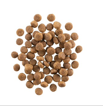 Nourriture pour chiens adultes sans grains - Now Fresh