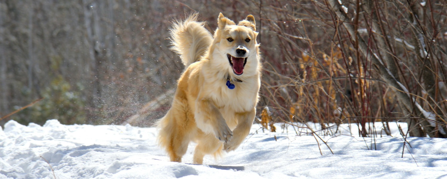 Votre chien et l'hiver Québécois