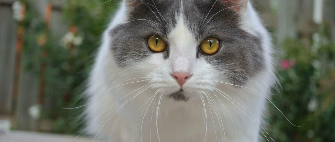 Votre chat ne fait pas ses besoins dans sa litière ?