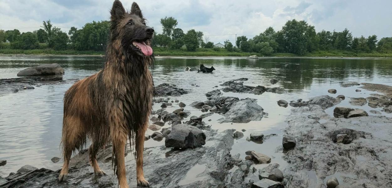 Vous voulez adopter un animal?