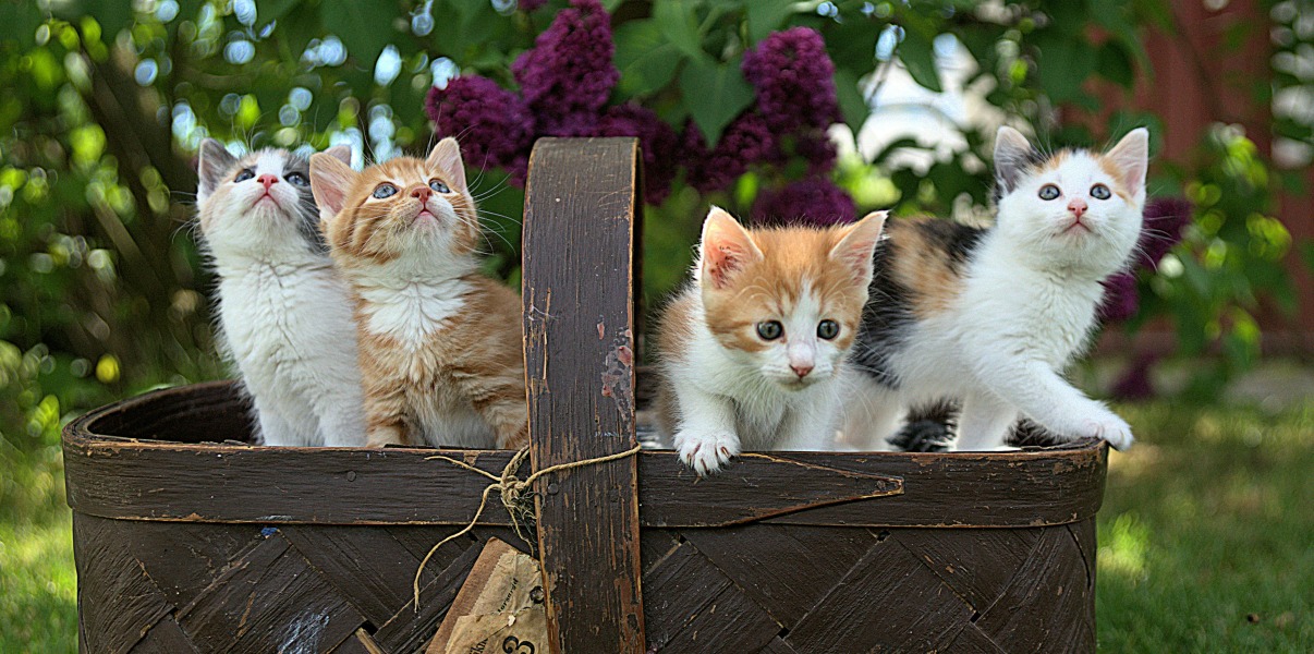 Doit-on absolument faire vermifuger son chiot ou son chaton?