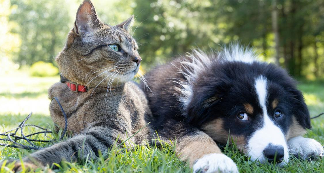 Tout savoir sur les probiotiques pour chiens et chats !
