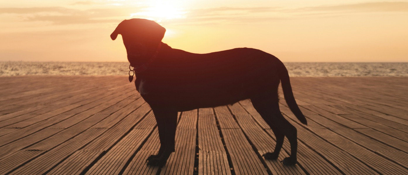 Rafraîchir son animal l'été