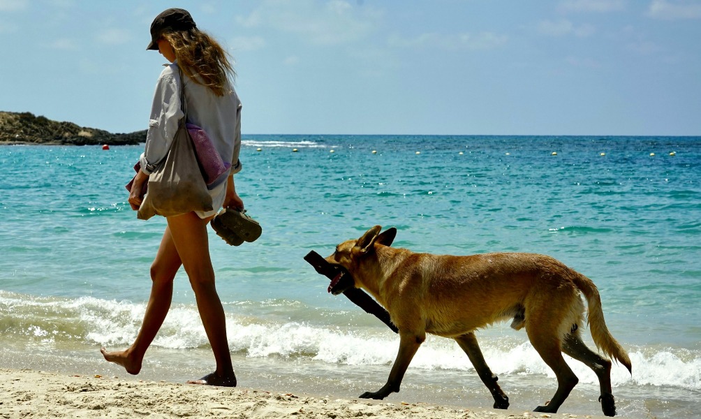 Voyager avec son chien!