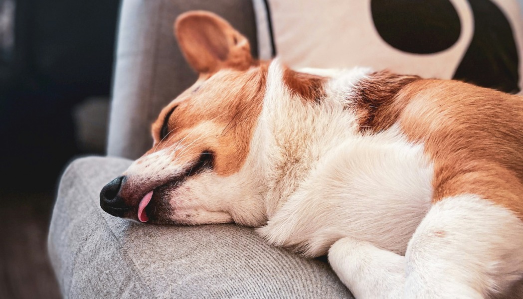 Laisser son animal seul à la maison