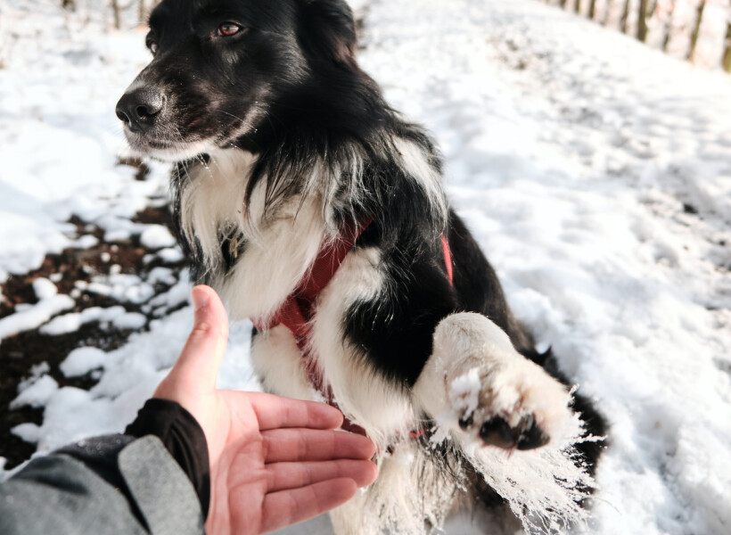 L'hiver, protégez les pattes de votre chien