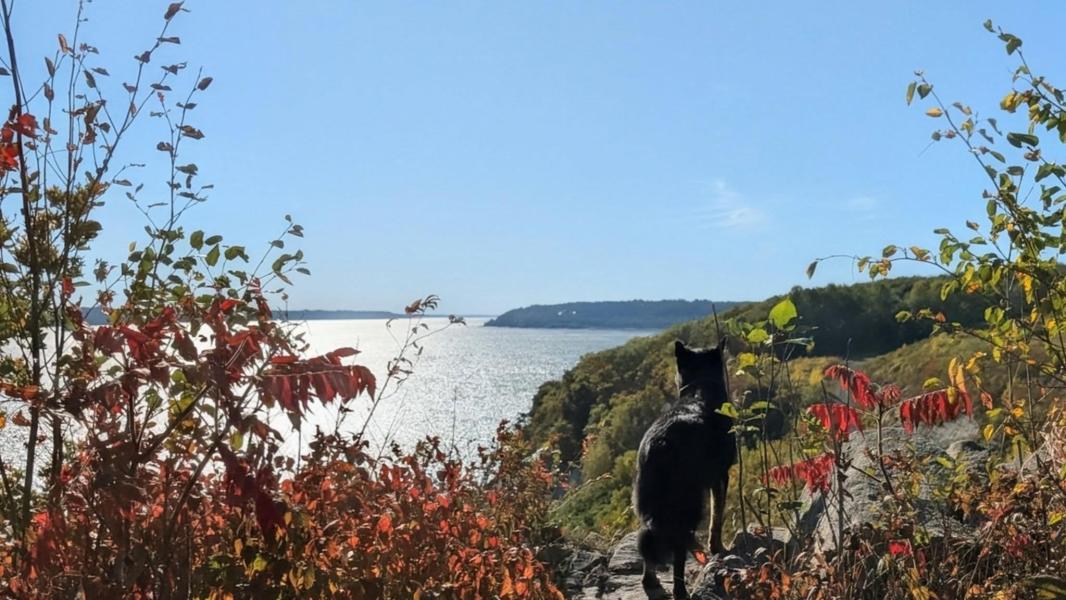 Partir en randonnée avec son chien