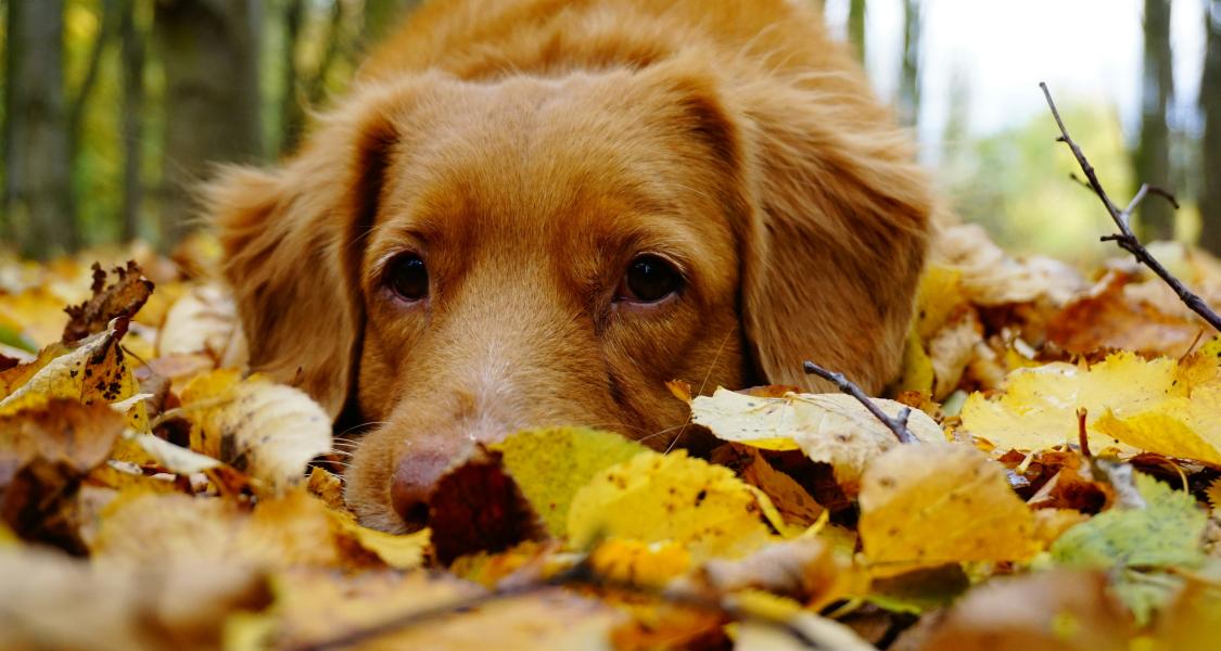 Vos indispensables pour cet automne pour vos animaux