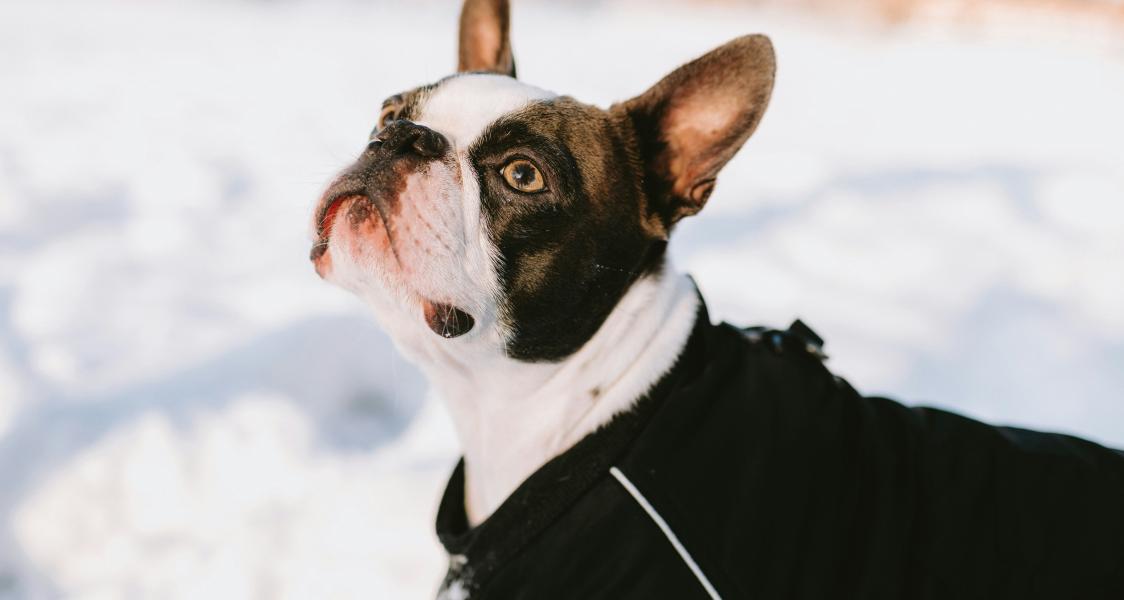 Comment choisir le bon vêtement pour son chien ?