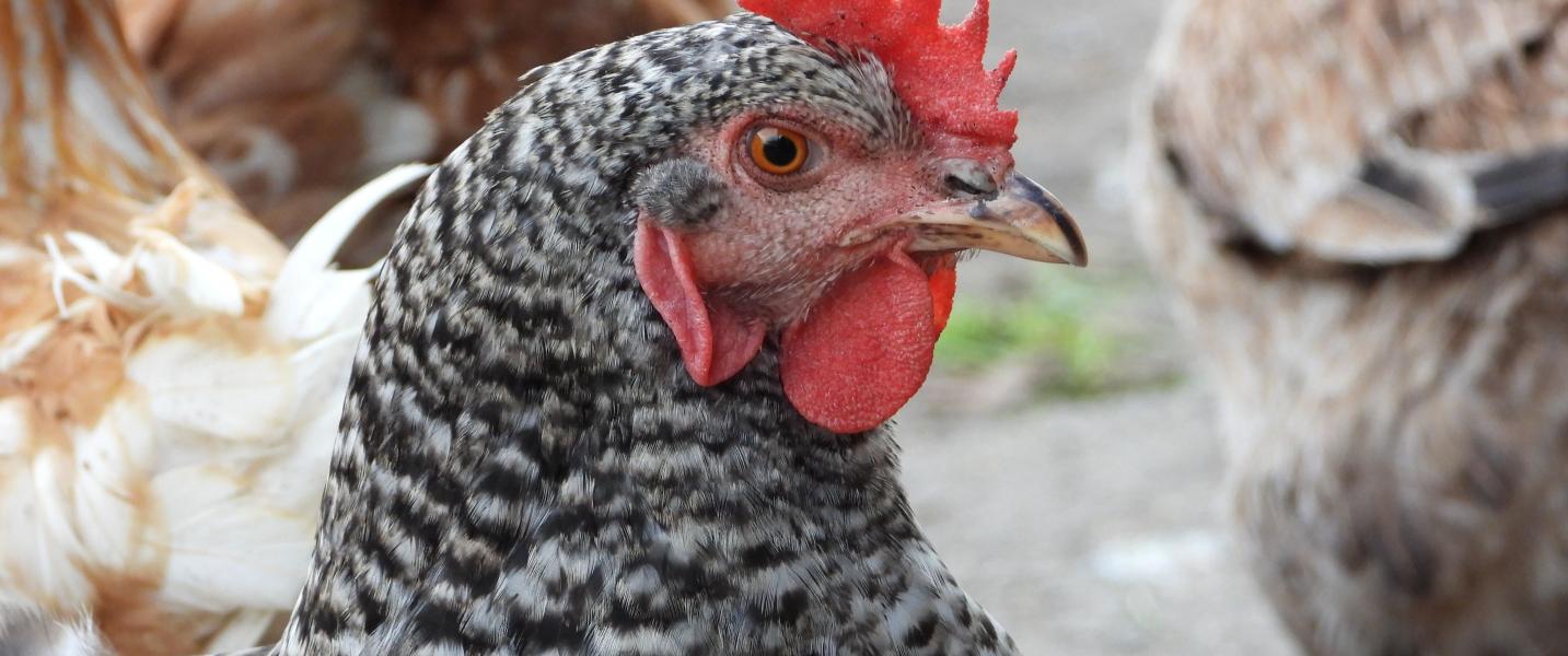 Garder ses poules l'hiver