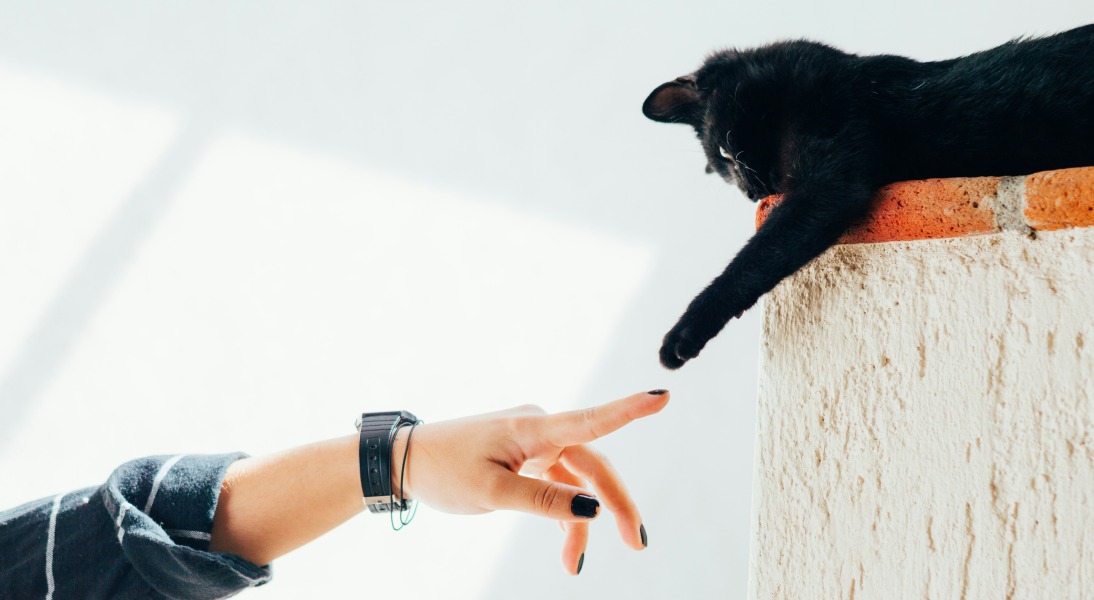 Se préparer à l’arrivée d’un chat