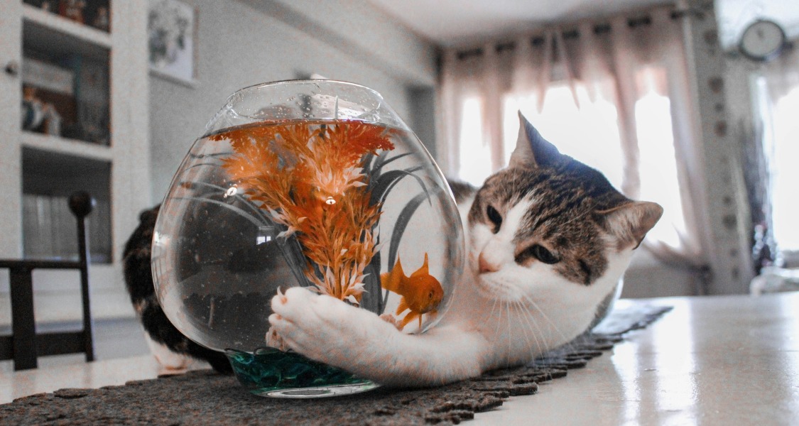 Les bienfaits de la nourriture au poisson