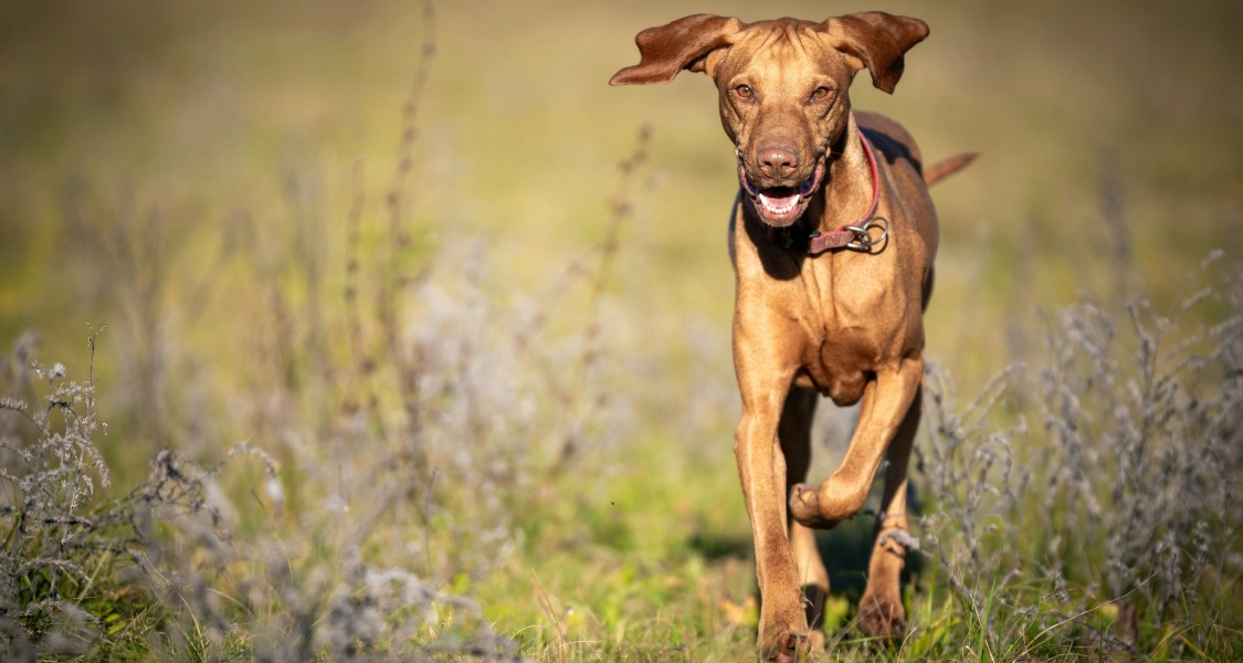 Puces et tiques : le guide complet pour protéger votre animal (et votre maison !)