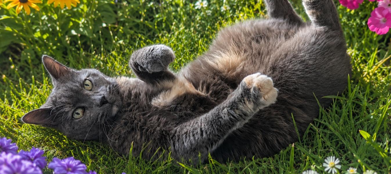 La stimulation chez le chat, on doit en parler !