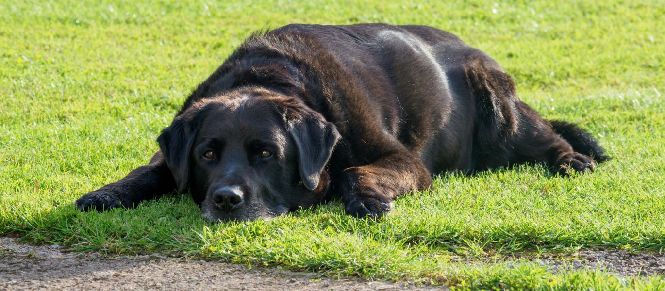 Comment savoir que notre animal est en surplus de poids ?