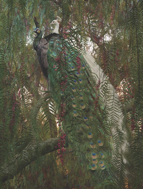 Simen Johan