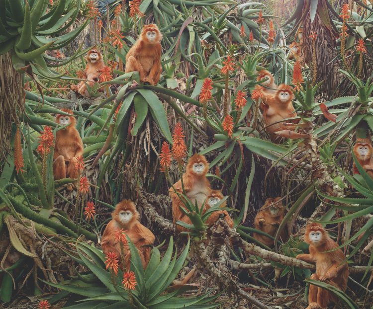 Simen Johan