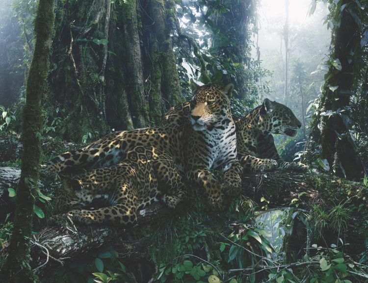 Simen Johan